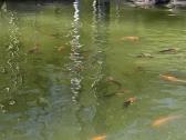 Koi karpiai - nuotraukos Nr. 5