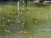 Koi karpiai - nuotraukos Nr. 6