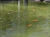Koi karpiai - nuotraukos Nr. 7