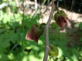 Asimina Triloba - Triskiaut Azimina - nuotraukos Nr. 3