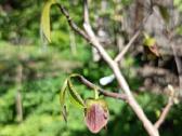 Asimina Triloba - Triskiaut Azimina - nuotraukos Nr. 4
