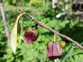 Asimina Triloba - Triskiaut Azimina - nuotraukos Nr. 5