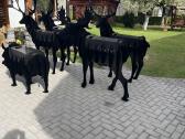 Šašlykinė Miško žvėris - nuotraukos Nr. 11