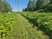 Pjauname aukšta žolę su traktorium, mulčiavims - nuotraukos Nr. 10