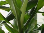 Augalai Dracena 165cm