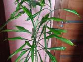 Augalai Dracena 165cm - nuotraukos Nr. 2