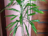 Augalai Dracena 165cm - nuotraukos Nr. 3