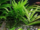 Akvariumo augalai - nuotraukos Nr. 2