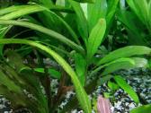 Akvariumo augalai - nuotraukos Nr. 3