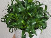 Bromelija Vriesea Astrid