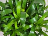 Bromelija Vriesea Astrid - nuotraukos Nr. 2
