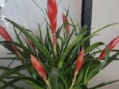 Bromelija Vriesea Astrid - nuotraukos Nr. 3