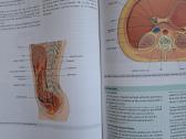 Gray's anatomy. 3 th edition 2016m. - nuotraukos Nr. 4