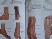 Gray's anatomy. 3 th edition 2016m. - nuotraukos Nr. 5