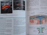 Gray's anatomy. 3 th edition 2016m. - nuotraukos Nr. 6