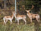 Parduodami perliniai danieliai - nuotraukos Nr. 2