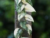 Scindapsus Mayari - nuotraukos Nr. 6