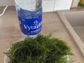 Akvariumo samana - Vesicularia Montagnei - nuotraukos Nr. 2