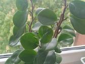 Peperomia
