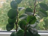 Peperomia - nuotraukos Nr. 2