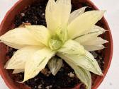 Haworthia cuspidata f. variegata - nuotraukos Nr. 5