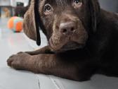 Labradoro Retriveriai Šokoladinės spalvos - nuotraukos Nr. 25