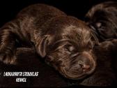 Labradoro Retriveriai Šokoladinės spalvos - nuotraukos Nr. 4