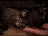 Labradoro Retriveriai Šokoladinės spalvos - nuotraukos Nr. 6