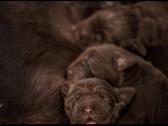 Labradoro Retriveriai Šokoladinės spalvos - nuotraukos Nr. 2