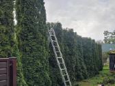Tujų kirpimas,žeminimas,formavimas.genėjimas. - nuotraukos Nr. 3