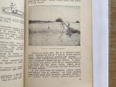 Kaip sodinami ir auginami medeliai 1931 m. - nuotraukos Nr. 6