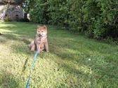 Parduodu shiba inu šuniukus - nuotraukos Nr. 7