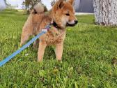 Parduodu shiba inu šuniukus - nuotraukos Nr. 4