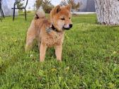 Parduodu shiba inu šuniukus