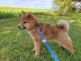Parduodu shiba inu šuniukus - nuotraukos Nr. 3