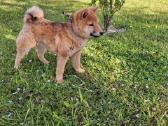 Parduodu shiba inu šuniukus - nuotraukos Nr. 2