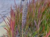 Rytinė imperata "Red Baron" - nuotraukos Nr. 26