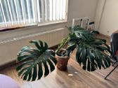 Kambarinė gėlė Monstera 45 Eur - nuotraukos Nr. 2