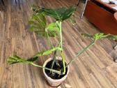 Kambarinė gėlė Monstera 45 Eur - nuotraukos Nr. 3
