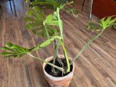 Kambarinė gėlė Monstera 45 Eur - nuotraukos Nr. 4