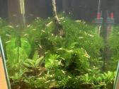 Krevetes Crystal Red Shrimp ( Caridina ) - nuotraukos Nr. 3