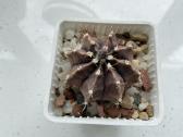 Gymnocalycium mihanovochii - nuotraukos Nr. 2