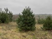 Didžiausias pušų pasirinkimas visoje Lietuvoje - nuotraukos Nr. 5