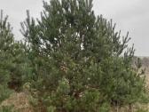 Didžiausias pušų pasirinkimas visoje Lietuvoje - nuotraukos Nr. 6