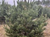 Didžiausias pušų pasirinkimas visoje Lietuvoje - nuotraukos Nr. 10