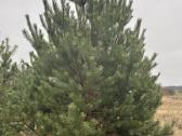 Didžiausias pušų pasirinkimas visoje Lietuvoje - nuotraukos Nr. 12