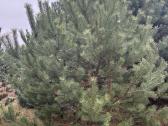 Didžiausias pušų pasirinkimas visoje Lietuvoje - nuotraukos Nr. 13