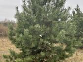 Didžiausias pušų pasirinkimas visoje Lietuvoje - nuotraukos Nr. 15