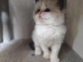 Kilmingi Ragdoll kačiukai - nuotraukos Nr. 6