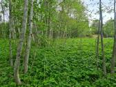 Sklypas su pamatais Aliuose, Utenos r. sav. - nuotraukos Nr. 3